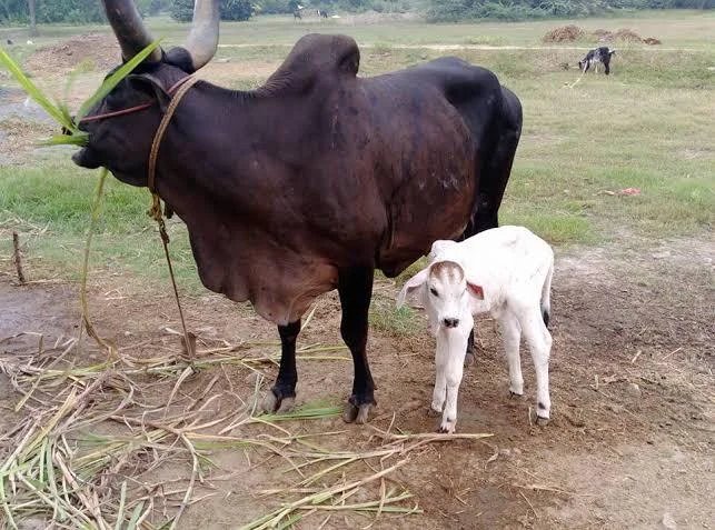 DR. OM PRAKASH - LotusHealth Pollachi